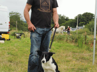 Best Working Sheepdog