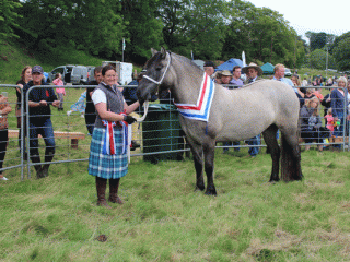 Champion Pony